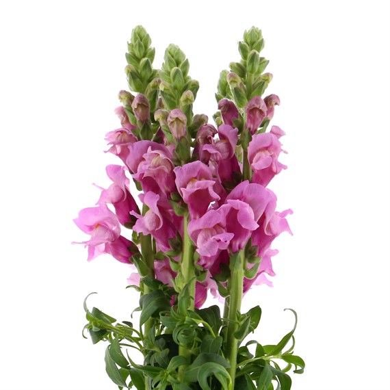 Antirrhinum  (x 5 Individual Stems) - Lilac
