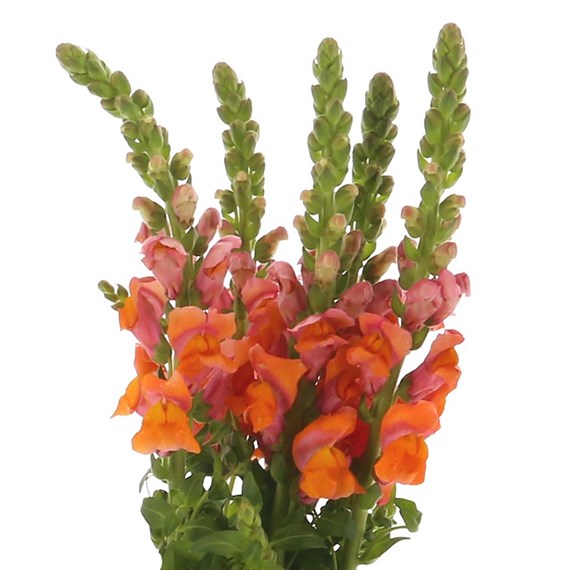 Antirrhinum  (x 5 Individual Stems) - Orange