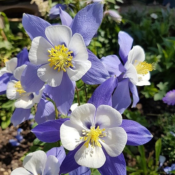 Aquilegia Spring Magic Blue Perennial Plant 9cm Pot - Set of 3