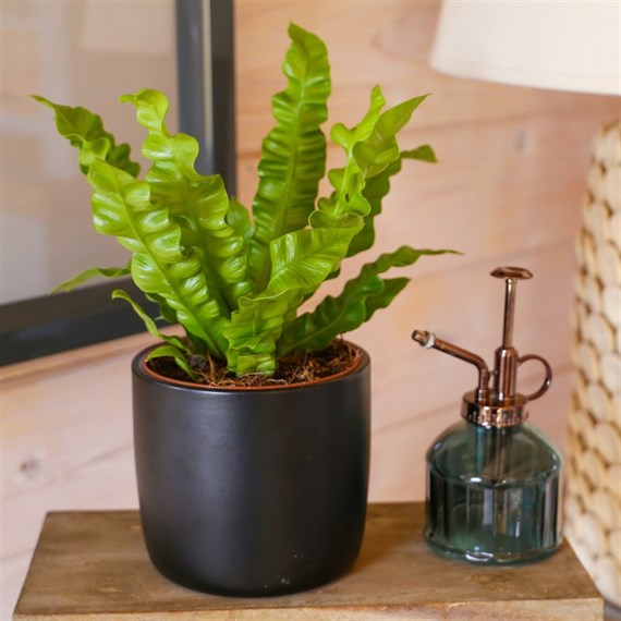 Asplenium Crispy Wave Houseplant - 12cm Pot