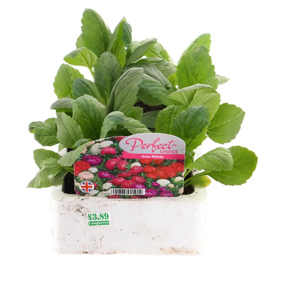 Aster Milady 6 Pack Boxed Bedding