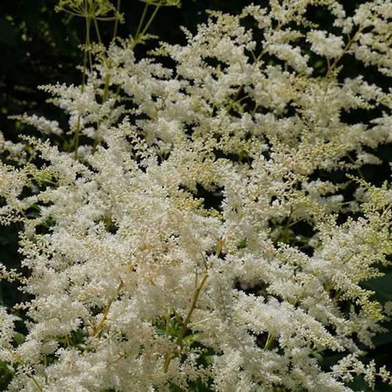 Astilbe Simplicifolia Snowsprite Perennial Plant 2L - Set of 3