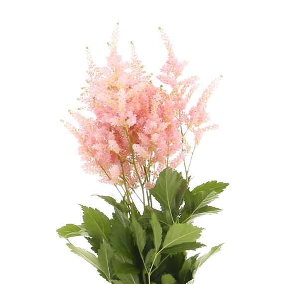 Astilbe (x 5 Individual Stems) - Pink