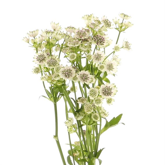 Astrantia (x 5 Individual Stems) - White