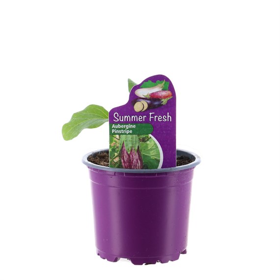 Aubergine Pinstripe 10.5cm Pot Vegetable