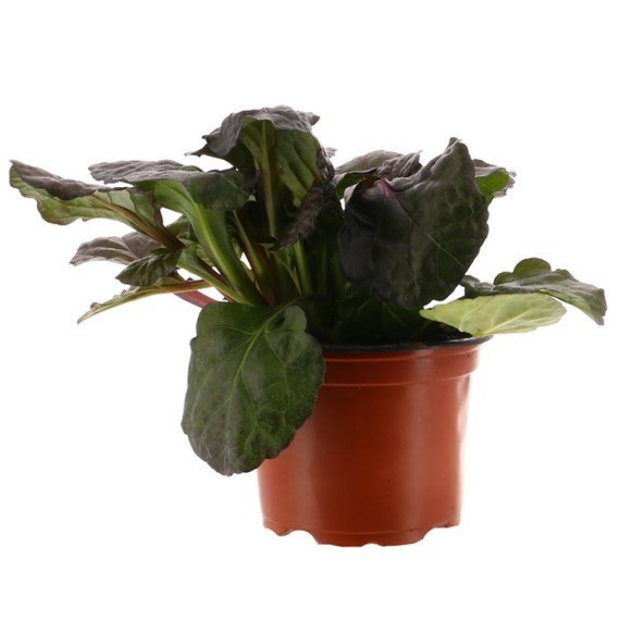Ajuga Reptans 'Braunherz' 10.5cm Pot Bedding 