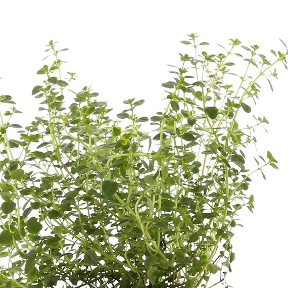 Thyme Lemon Varigated 10.5cm Pot Bedding 