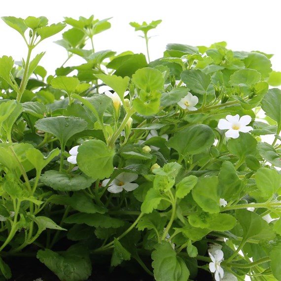 Bacopa Cabana Hot White Jumbo 6 Pack Boxed Bedding
