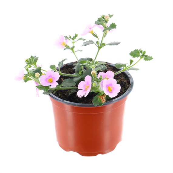 Bacopa Cabana Jumbo Pink 10.5cm Pot Bedding