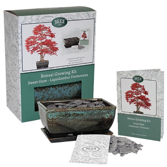 Bees Bonsai Growing Kit Sweet Gum (120133)