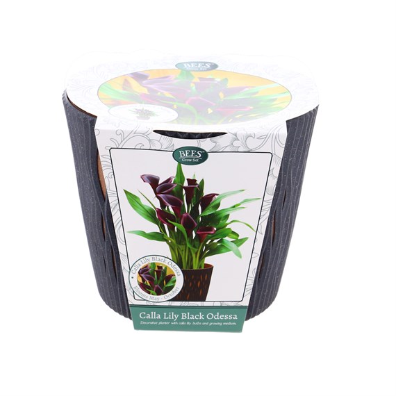 Bees Calla Lily Black Odessa Grow Set (120501)