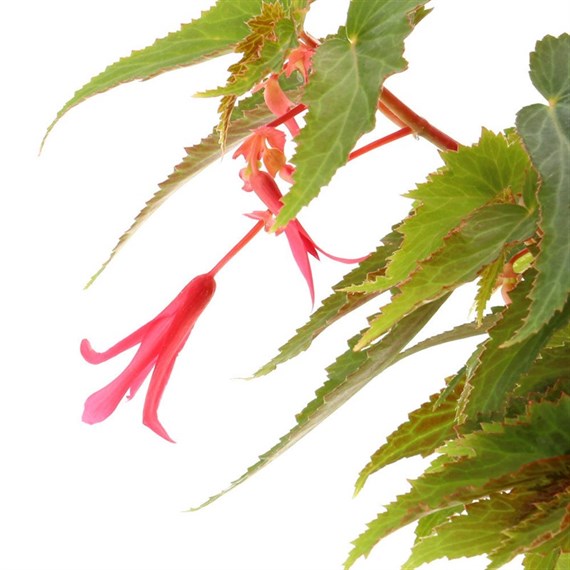 Begonia Bossa Nova Pink Jumbo 6 Pack Boxed Bedding