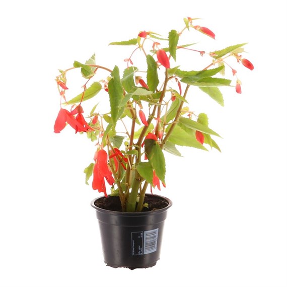 Begonia Bossa Nova Red 13cm Pot Bedding