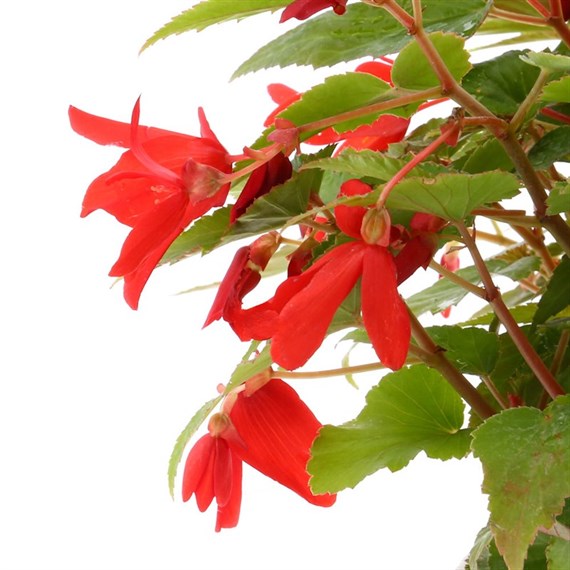Begonia Bossa Nova Red Jumbo 6 Pack Boxed Bedding