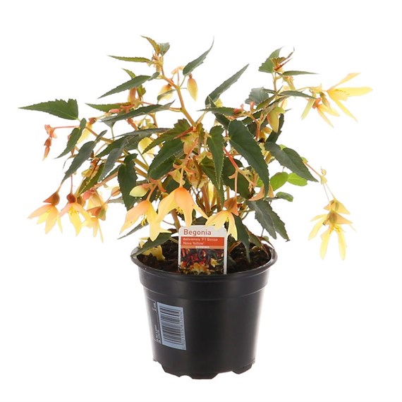 Begonia Bossa Nova Yellow 13cm Pot Bedding