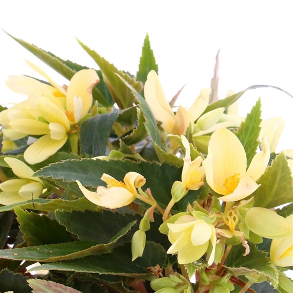 Begonia Bossa Nova Yellow Jumbo 6 Pack Boxed Bedding