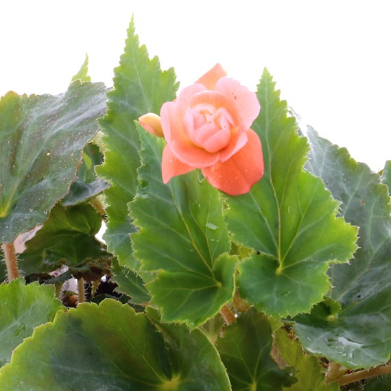 Begonia Trailing (Illumination) Light Pink 6 Pack Boxed Bedding