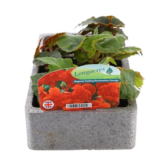 Begonia Trailing (Illumination) Orange 6 Pack Boxed Bedding