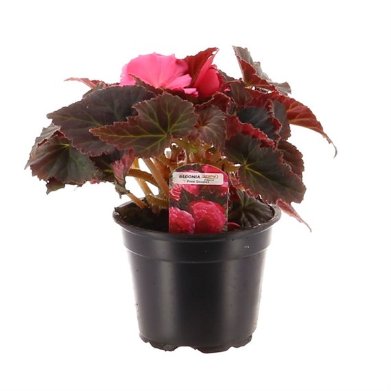 Begonia Mocca Pink 13cm Pot Bedding