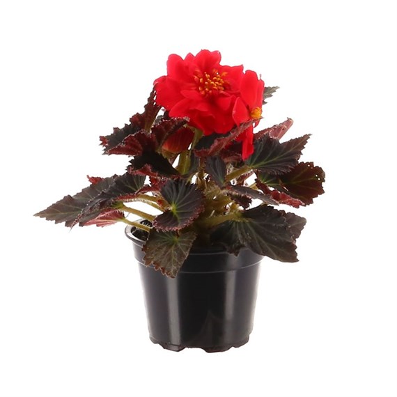 Begonia Mocca Red 13cm Pot Bedding