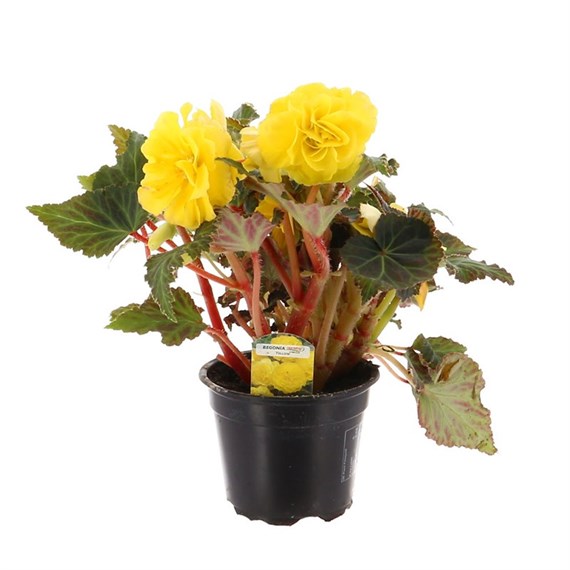 Begonia Non Stop Yellow 13cm Pot Bedding