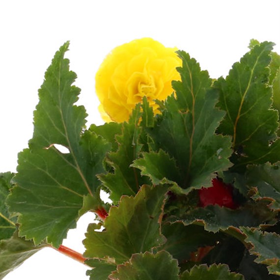 Begonia Nonstop Mixed Jumbo 6 Pack Boxed Bedding