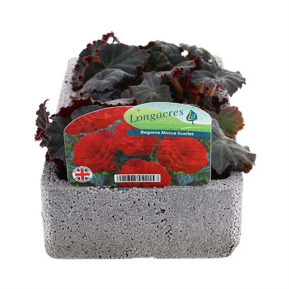 Begonia Mocca Scarlet 6 Pack Boxed Bedding