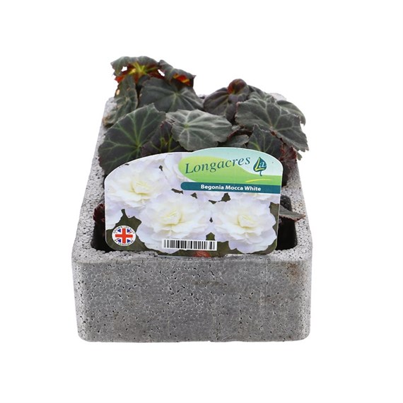 Begonia Mocca White 6 Pack Boxed Bedding