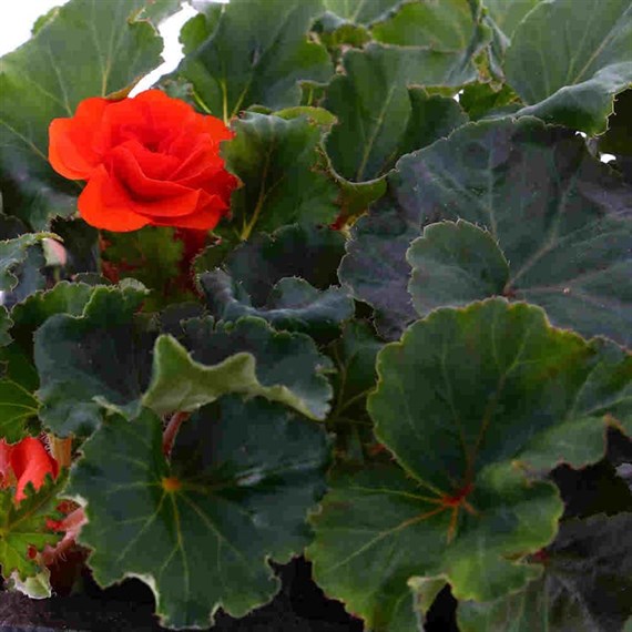 Begonia Nonstop Orange 6 Pack Boxed Bedding