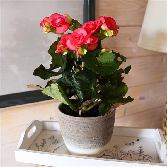 Begonia Pink Houseplant