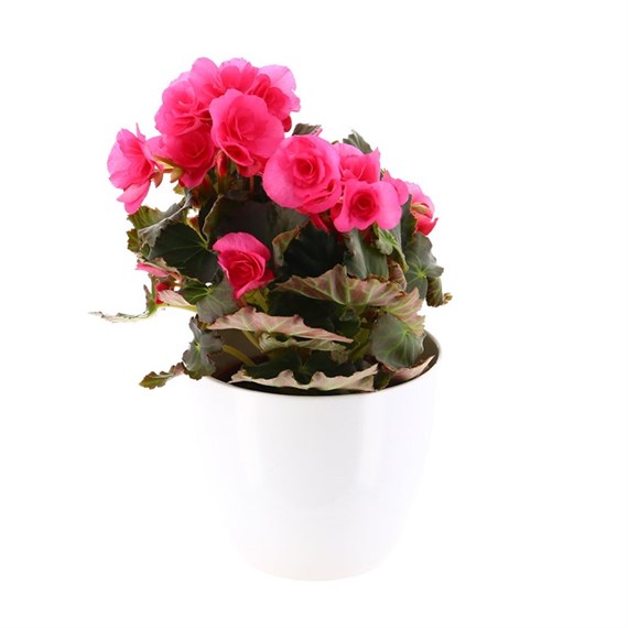 Begonia Houseplant Pink 14cm Pot in a White Ceramic Pot