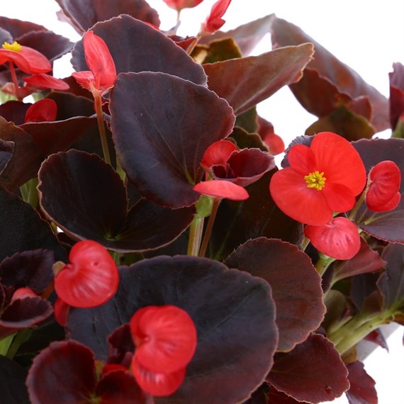 Begonia Semp Bronze Leaf Mixed 12 Pack Boxed Bedding