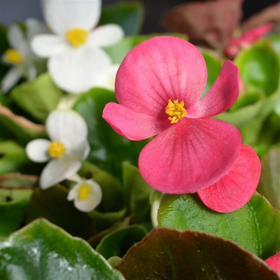 Begonia Semperflorens Mixed 6 Pack Boxed Bedding