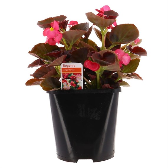 Begonia Semperflorens Pink Bronze Leaf 2L Pot Bedding 
