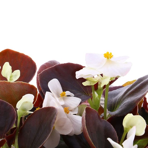Begonia Semperflorens White Bronze Leaf 6 Pack Boxed Bedding