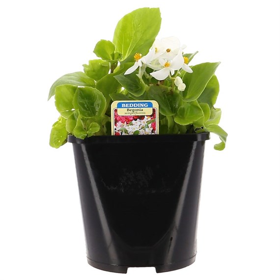 Begonia Semperflorens White Green Leaf 2L Pot Bedding 