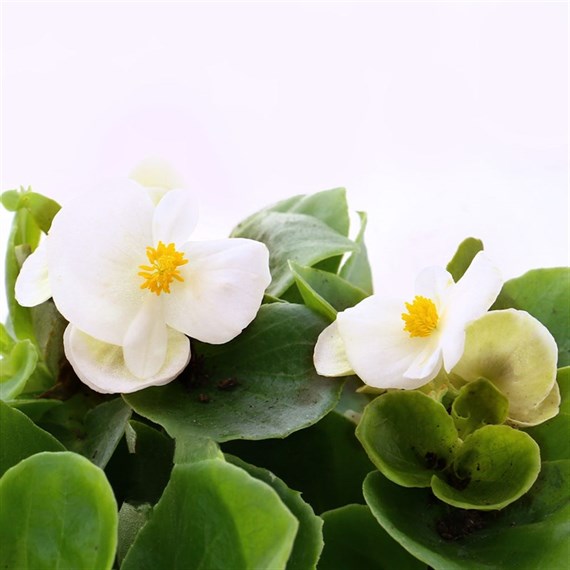 Begonia Semperflorens White Green Leaf 6 Pack Boxed Bedding