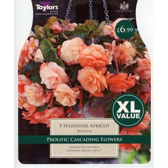Taylors Bulbs Begonia Splendide Apricot (4 Pack) (XL526)
