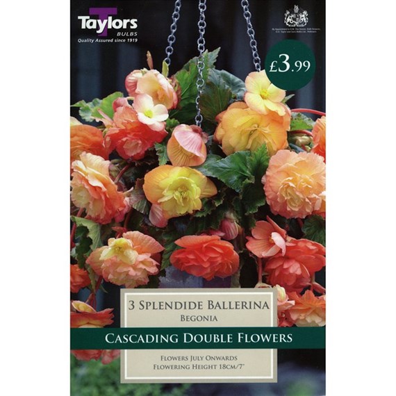Taylors Bulbs Begonia Splendide Ballerina (2 Pack) (TS266)
