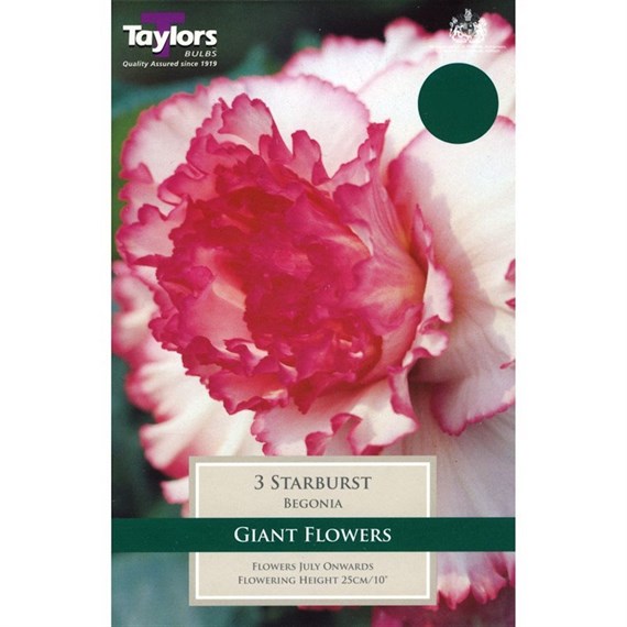 Taylors Bulbs Begonia Starburst (3 Pack) (TS254)