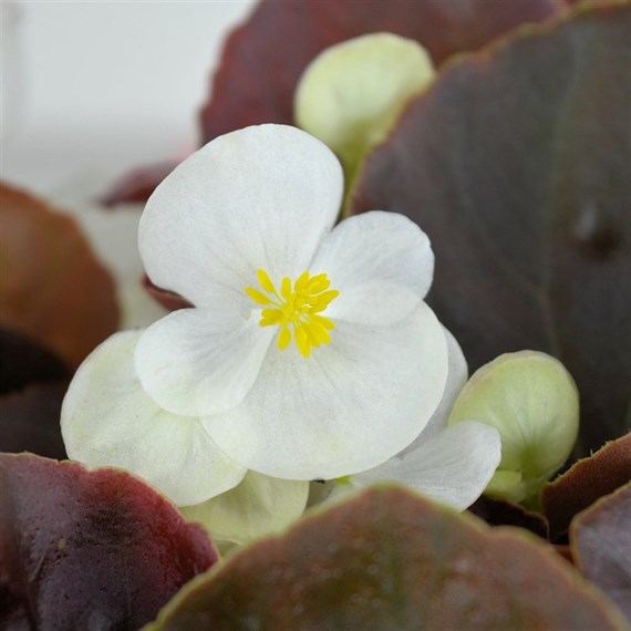 Begonia Semp White Bronze Leaf 12 Pack Boxed Bedding