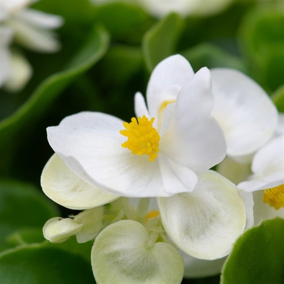 Begonia Semp White Green Leaf 12 Pack Boxed Bedding