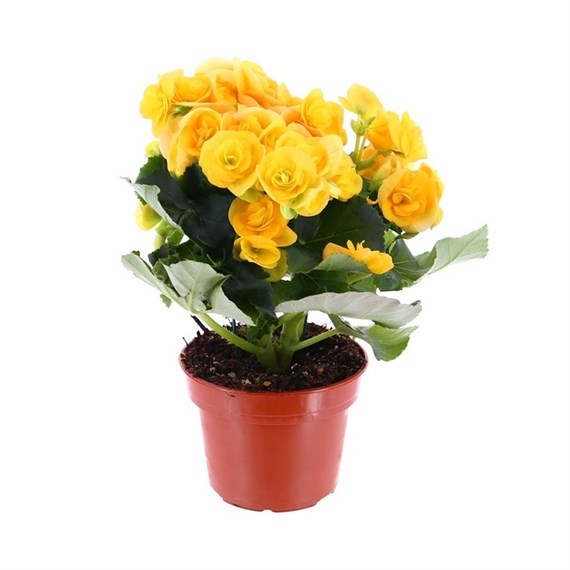 Begonia Houseplant Yellow 14cm Pot