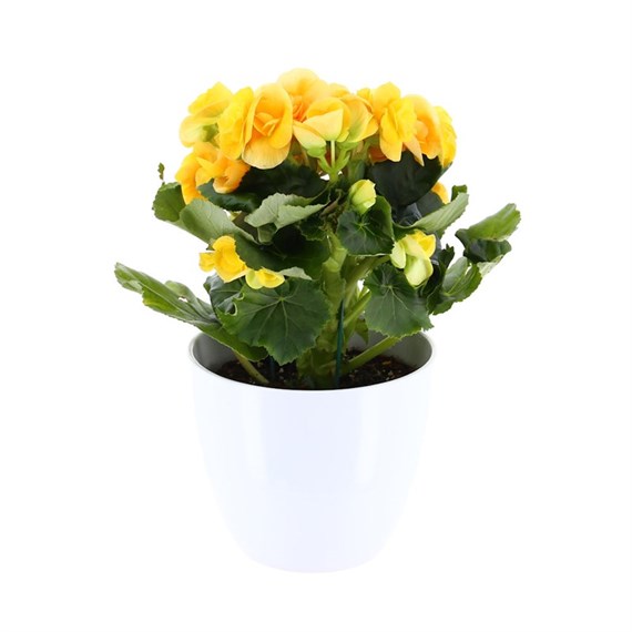 Begonia Houseplant Yellow 14cm Pot in a White Ceramic Pot