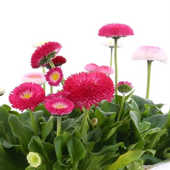Bellis Pomponette Mixed 6 Pack Boxed Bedding