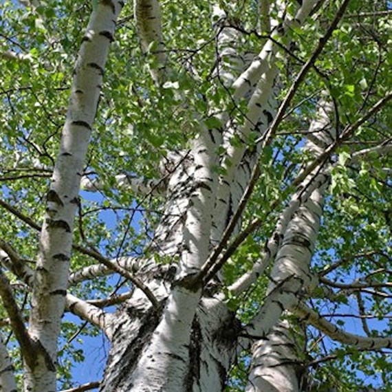 Betula alba (syn. Betula pendula) – Silver Birch Tree