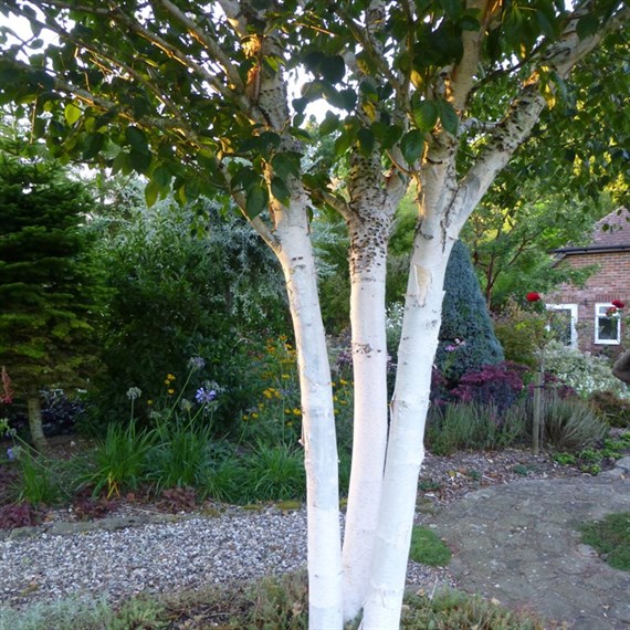 Betula Utilis 'Jacquemontii' Tree