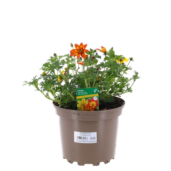 Bidens Taka Tuka Trio Mixed 2L Pot Bedding