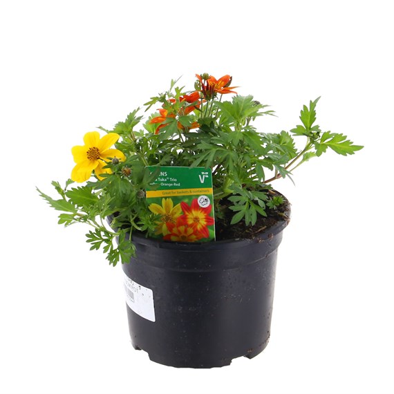 Bidens Trio Mixed 13cm Pot Bedding