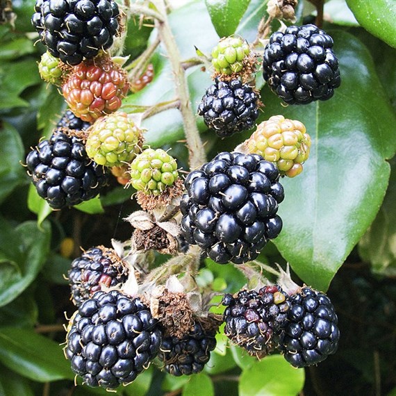 Blackberry Rubus fruticosus Bedford Giant 3L Pot
